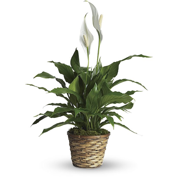 Peace Lily Plant